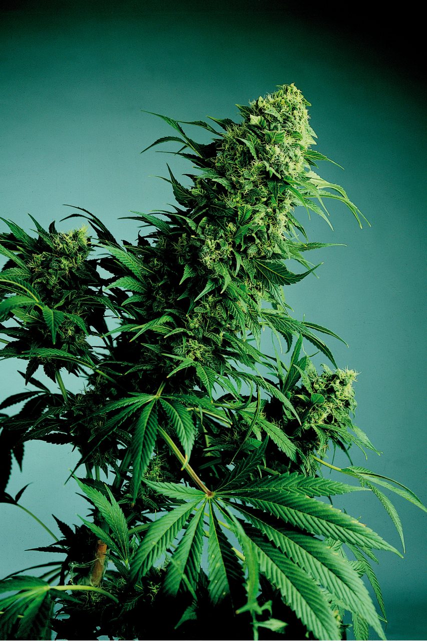 cannabis indica buds