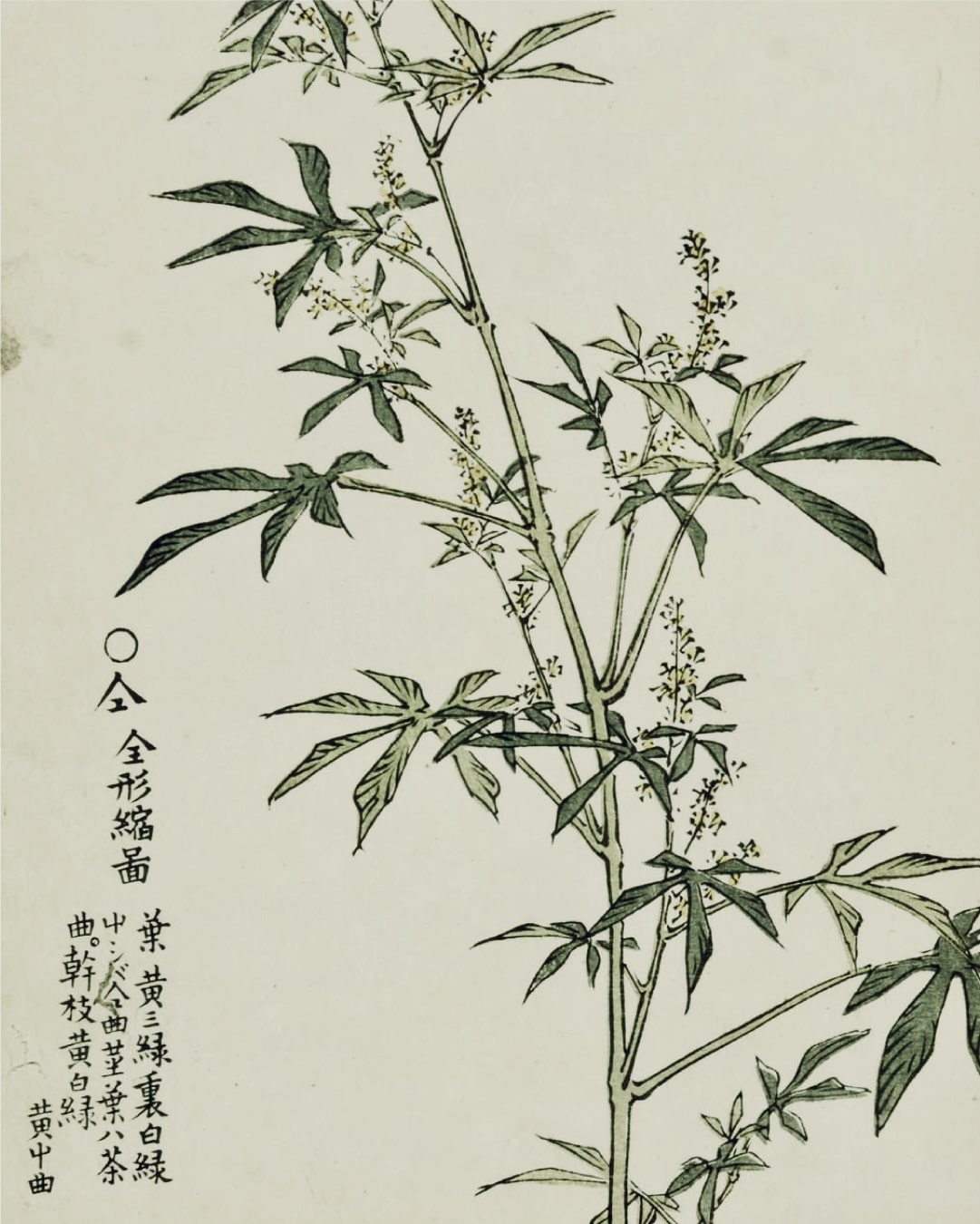 Cannabis Japonica Archives Hash Marihuana & Hemp Museum